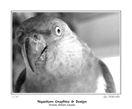 Mounted Black and White Image